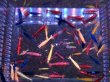 画像4: 006　M【スプリットタイムセール！】メタカラバラエティ 画像のフロート内全部50匹セット (4)