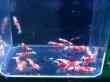 画像3: 003　H【スプリットタイムセール！】赤勝ちレッドファンシータイガー プラケ内丸ごと15匹+αセット (3)