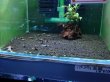 画像1: 010　K【スプリットタイムセール！】PURPLE血統 30キューブ水槽内丸ごとセット (1)