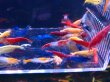画像2: 006　M【スプリットタイムセール！】メタカラバラエティ 画像のフロート内全部50匹セット (2)