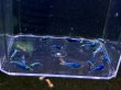 画像1: 024　C【スプリットタイムセール！】マテリアルブルー プラケース丸ごとセット (1)