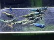 画像1: 022　H【スプリットタイムセール！】青いエビ 色々MIX 画像プラケ内丸ごとセット (1)