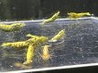 画像2: 021　H【スプリットタイムセール！】GOLD GALAXY ハイグレードMIX 画像プラケ内丸ごとセット (2)