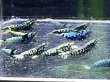 画像2: 022　H【スプリットタイムセール！】青いエビ 色々MIX 画像プラケ内丸ごとセット (2)