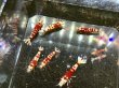画像3: 029　C【スプリットタイムセール！】RED FANCY TIGER フルボディ種親♀ オール2センチオーバー  プラケース丸ごとセット (3)