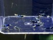 画像2: 018　H【スプリットタイムセール！】SAMURAI BLUE 画像プラケ内丸ごとセット (2)