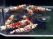 画像1: 019　H【スプリットタイムセール！】RFT アダルトハイボディメス中心！ 画像プラケ内丸ごとセット (1)