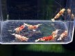 画像3: 019　H【スプリットタイムセール！】RFT アダルトハイボディメス中心！ 画像プラケ内丸ごとセット (3)