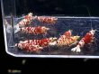 画像1: 029　C【スプリットタイムセール！】RED FANCY TIGER フルボディ種親♀ オール2センチオーバー  プラケース丸ごとセット (1)
