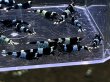 画像3: 025　C【スプリットタイムセール！】ブルパン プラケース丸ごとセット (3)