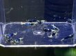 画像1: 018　H【スプリットタイムセール！】SAMURAI BLUE 画像プラケ内丸ごとセット (1)