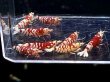 画像2: 029　C【スプリットタイムセール！】RED FANCY TIGER フルボディ種親♀ オール2センチオーバー  プラケース丸ごとセット (2)
