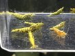 画像3: 021　H【スプリットタイムセール！】GOLD GALAXY ハイグレードMIX 画像プラケ内丸ごとセット (3)