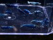 画像3: 024　C【スプリットタイムセール！】マテリアルブルー プラケース丸ごとセット (3)