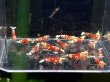 画像1: 028　H【スプリットタイムセール！】赤勝ちRED FANCY TIGER ！ プラケース丸ごとセット (1)
