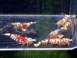 画像2: 019　H【スプリットタイムセール！】RFT アダルトハイボディメス中心！ 画像プラケ内丸ごとセット (2)