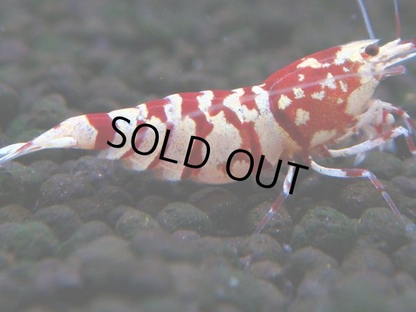 画像1: 062　R【エニータイムRT】ノンブラでよろしければ超特価！RFTアダルト ほとんどメス個体！ (1)