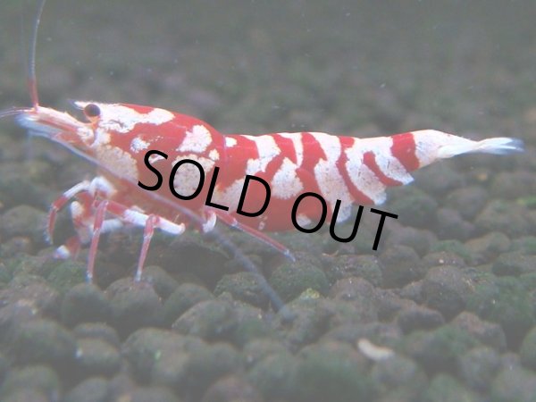 画像1: 059　R【エニータイムRT】ノンブラでよろしければ超特価！RFTアダルト ほとんどメス個体！ (1)