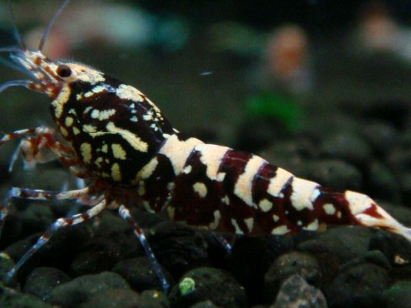 画像1: 111　P【エニータイムRT】サヤチャンス！第一弾 (1)