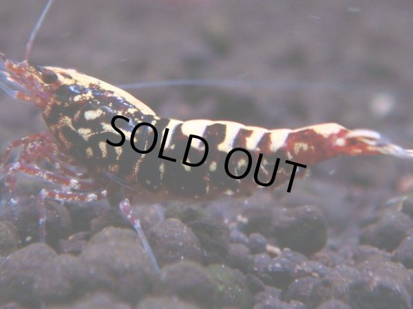 画像1: 328　H【エニータイムRT】HY shrimp (1)