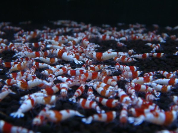 画像2: （30%増量サービス中！）レッドビーシュリンプ 小さめASミックス（送料込み） (2)