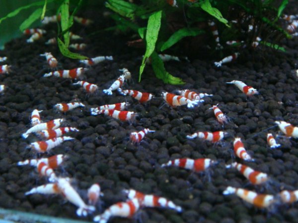 画像3: （30%増量サービス中！）レッドビーシュリンプ 小さめASミックス（送料込み） (3)