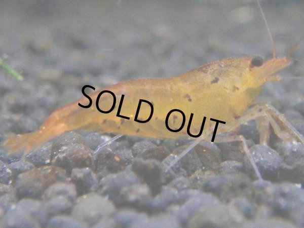 画像1: 010　R【秋の大量入荷祭！】ファーストテイク！新種系色々MIX ウルトラ特価100連発！ (1)