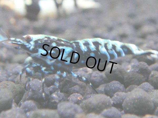 画像1: 038　R【秋の大量入荷祭！】ファーストテイク！新種系色々MIX ウルトラ特価100連発！ (1)