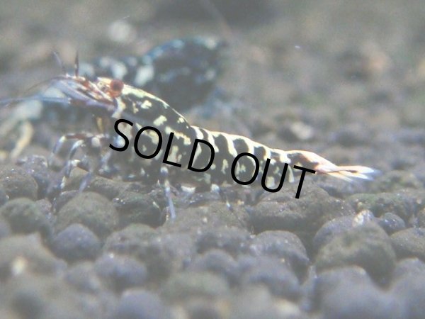 画像1: 022　R【秋の大量入荷祭！】ファーストテイク！新種系色々MIX ウルトラ特価100連発！ (1)