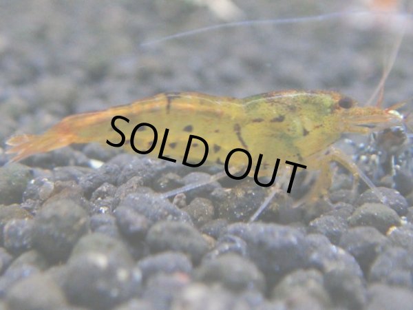 画像1: 021　R【秋の大量入荷祭！】ファーストテイク！新種系色々MIX ウルトラ特価100連発！ (1)