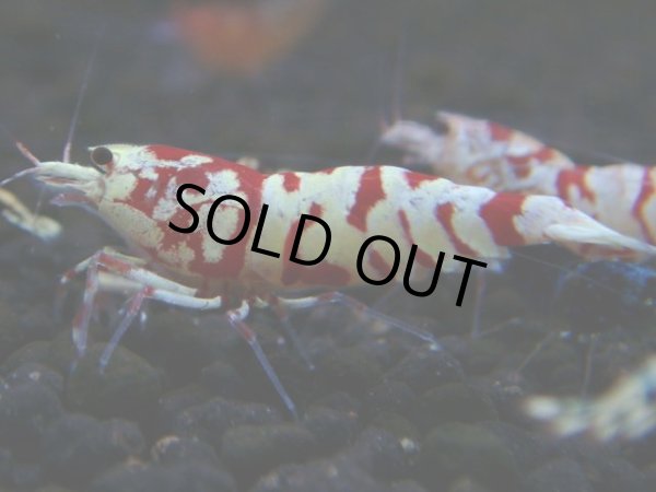 画像1: 024　R【秋の大量入荷祭！】ファーストテイク！新種系色々MIX ウルトラ特価100連発！ (1)