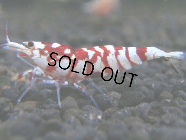 画像1: 031　R【秋の大量入荷祭！】ファーストテイク！新種系色々MIX ウルトラ特価100連発！ (1)