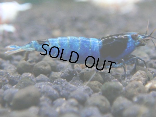 画像1: 018　R【秋の大量入荷祭！】ファーストテイク！新種系色々MIX ウルトラ特価100連発！ (1)