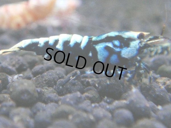 画像1: 030　R【秋の大量入荷祭！】ファーストテイク！新種系色々MIX ウルトラ特価100連発！ (1)