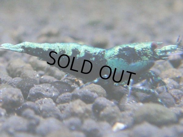 画像1: 036　R【秋の大量入荷祭！】ファーストテイク！新種系色々MIX ウルトラ特価100連発！ (1)