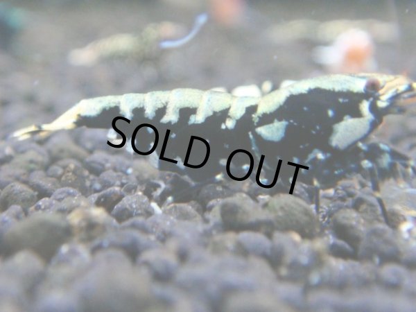 画像1: 013　R【秋の大量入荷祭！】ファーストテイク！新種系色々MIX ウルトラ特価100連発！ (1)