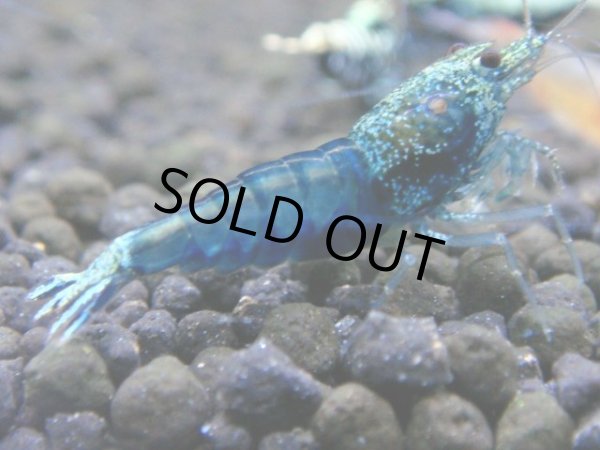 画像1: 029　R【秋の大量入荷祭！】ファーストテイク！新種系色々MIX ウルトラ特価100連発！ (1)