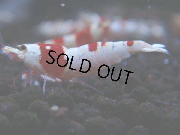 画像1: 152　R【秋の大量入荷祭！】ブランドエビを増やそう！現在無敵！涼風シュリンプのレッドビー！ (1)