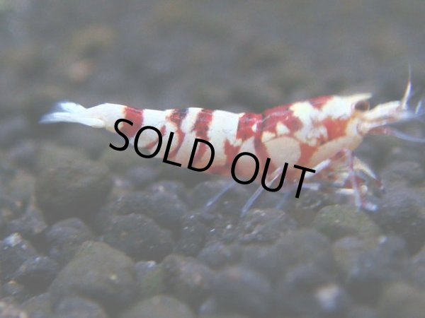 画像1: 035　R【秋の大量入荷祭！】ファーストテイク！新種系色々MIX ウルトラ特価100連発！ (1)