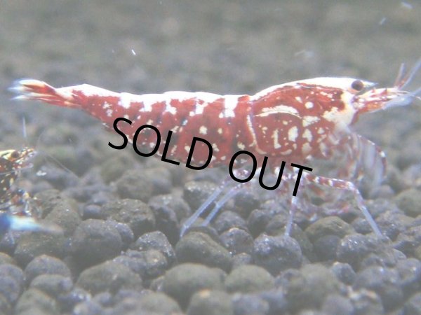 画像1: 026　R【秋の大量入荷祭！】ファーストテイク！新種系色々MIX ウルトラ特価100連発！ (1)