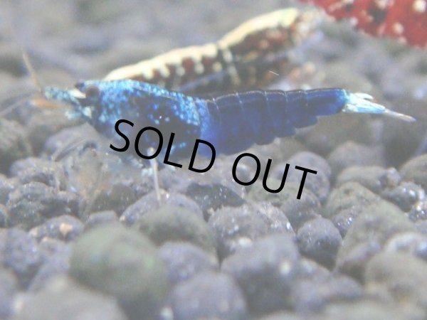 画像1: 027　R【秋の大量入荷祭！】ファーストテイク！新種系色々MIX ウルトラ特価100連発！ (1)