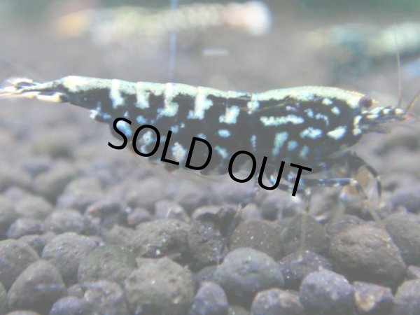 画像1: 015　R【秋の大量入荷祭！】ファーストテイク！新種系色々MIX ウルトラ特価100連発！ (1)