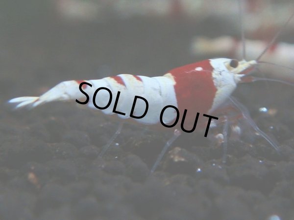 画像1: 151　R【秋の大量入荷祭！】ブランドエビを増やそう！現在無敵！涼風シュリンプのレッドビー！ (1)