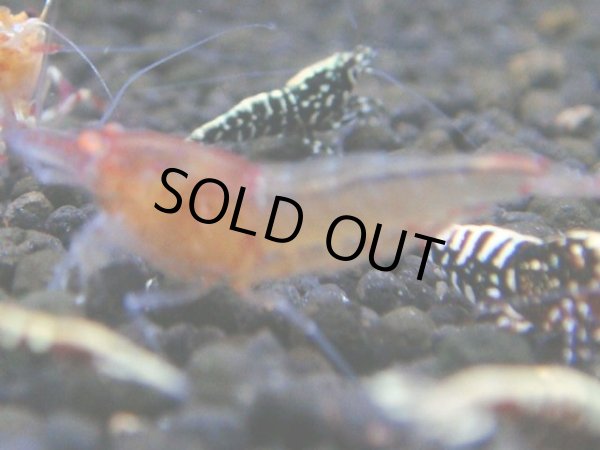 画像1: 034　R【秋の大量入荷祭！】ファーストテイク！新種系色々MIX ウルトラ特価100連発！ (1)