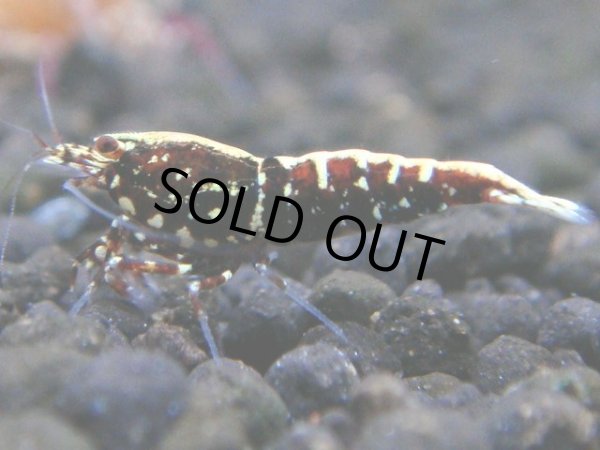 画像1: 037　R【秋の大量入荷祭！】ファーストテイク！新種系色々MIX ウルトラ特価100連発！ (1)