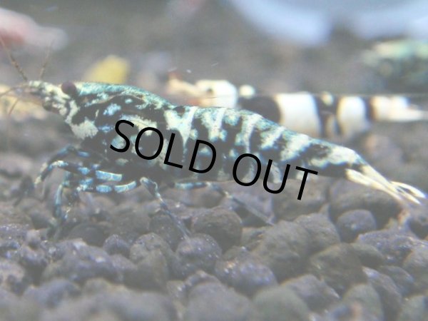 画像1: 042　R【秋の大量入荷祭！】ファーストテイク！新種系色々MIX ウルトラ特価100連発！ (1)