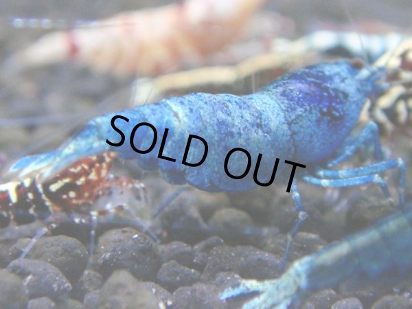 画像1: 028　R【秋の大量入荷祭！】ファーストテイク！新種系色々MIX ウルトラ特価100連発！ (1)