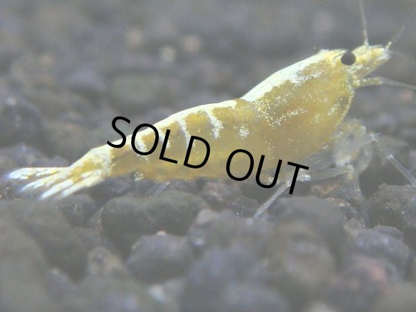 画像1: 033　R【秋の大量入荷祭！】ファーストテイク！新種系色々MIX ウルトラ特価100連発！ (1)