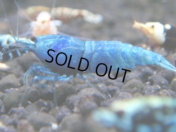 画像1: 039　R【秋の大量入荷祭！】ファーストテイク！新種系色々MIX ウルトラ特価100連発！ (1)