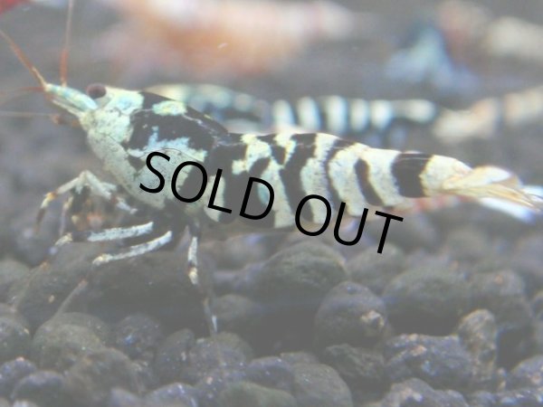 画像1: 023　R【秋の大量入荷祭！】ファーストテイク！新種系色々MIX ウルトラ特価100連発！ (1)